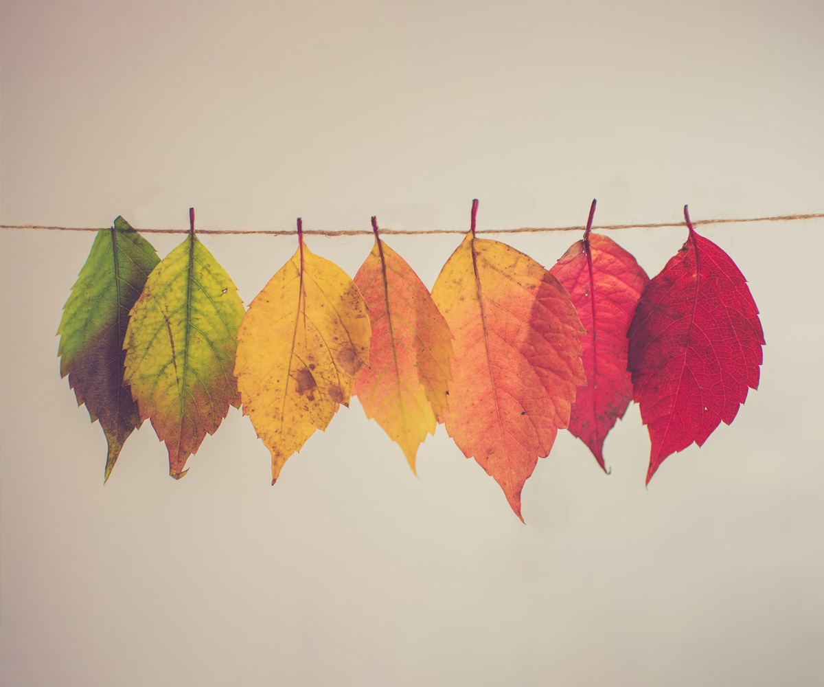 Różnokolorowe liście zawieszone w barwach jesieni, zawieszone na nitce